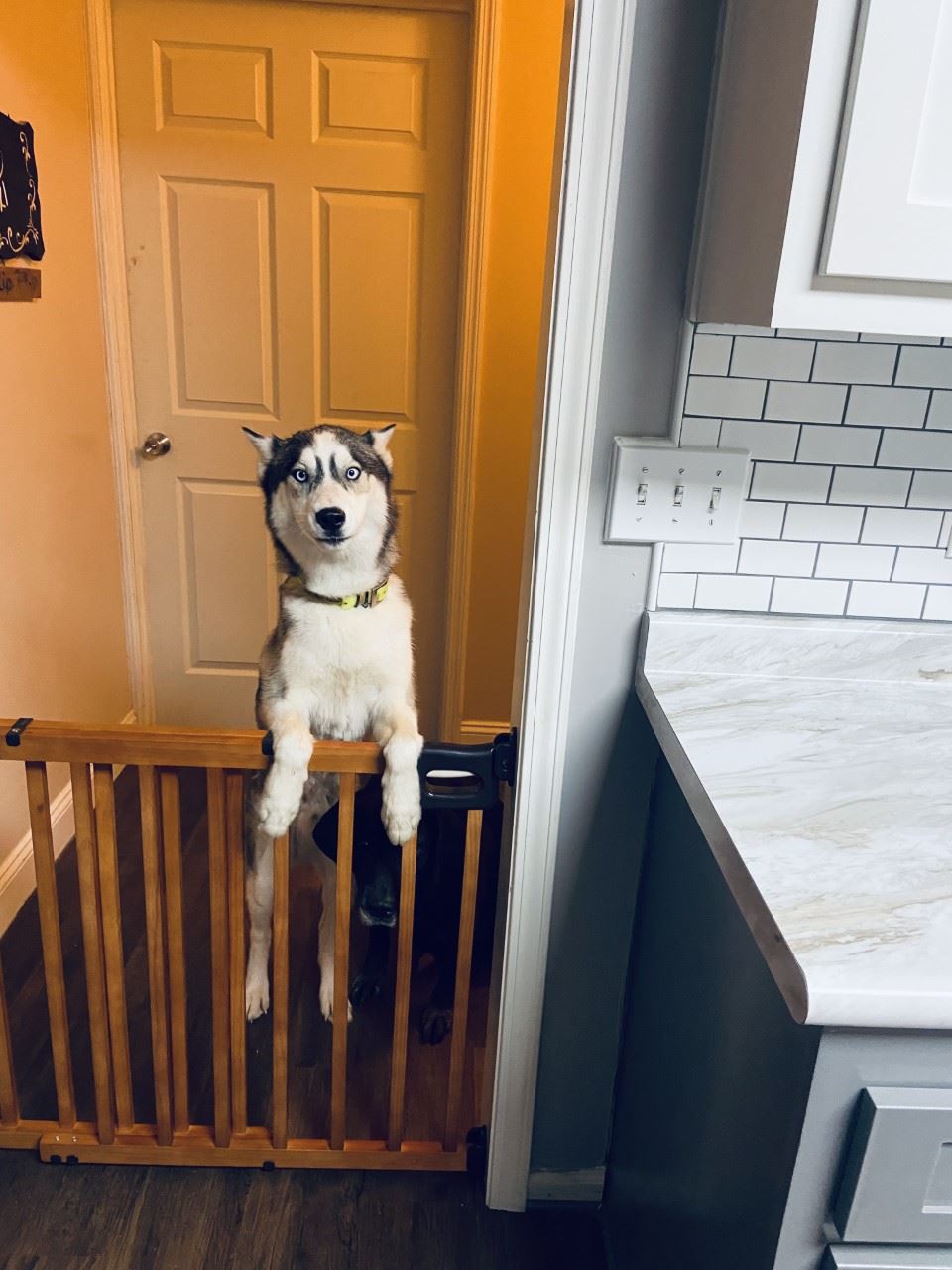 My Doggos
